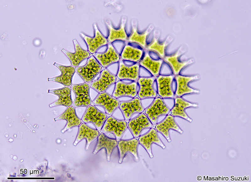 Pediastrum duplex (?)